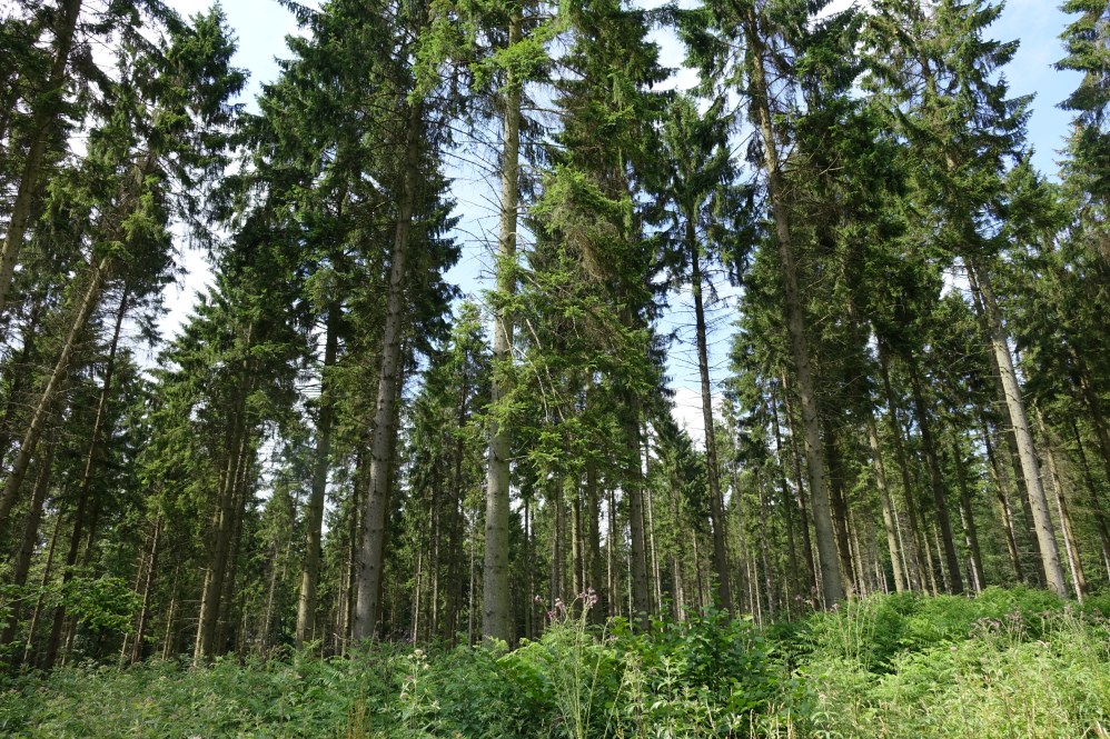 Forêt de résineux